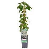 Hortensia grimpant - Hydrangea petiolaris - H 65 cm, pot Ø15 cm