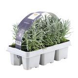 Lavande vraie en godet - 6 plants - H 15 cm, pot Ø7 cm