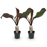 Bananier d'Abyssinie rouge Maurelii - Ensete ventricosum - 2 plants