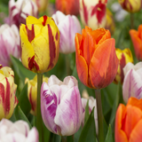 Tulipe en mélange Flaming Beauty - 120 bulbes