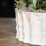 Orchidées Phalaenopsis blanches Mineral Amabilis en coupe Oyster - bouquet de 3 - H 40 cm, pots Ø9 cm