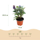 Green boutiQ - Planta de Jardín - Buddleja davidii Butterfly Candy Little Tricolour - Arbusto de Mariposas - Compacto - Rosa-Blanco-Lila - 3 Plantas - Maceta 12cm - Altura 20-25cm