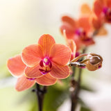 Orchidée Phalaenopsis orange Mineral Bolzano et succulente - coffret Tree - pot Ø9 cm
