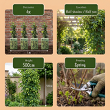 Houblon Nordbrau - Humulus lupulus - lot de 4 plants - pot Ø9 cm