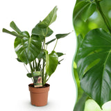 Monstera Deliciosa – Plante trouée | Pot 17 cm, Hauteur 50-55 cm