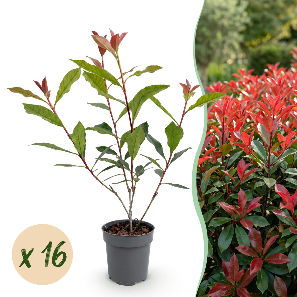 Kit haie Photinia Carré Rouge