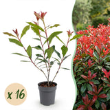 Kit haie Photinia Carré Rouge