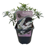 Arbre aux papillons White Profusion - Buddleja davidii - H 25 cm, pot Ø17 cm