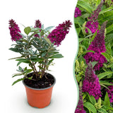 Buddleia Little Ruby - H 20-25 cm, pot Ø12 cm