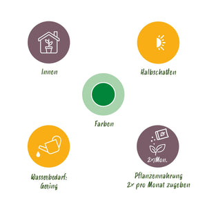 Dracaena surculosa – Lot de 1 – Pot 17 cm – Hauteur 60-70 cm