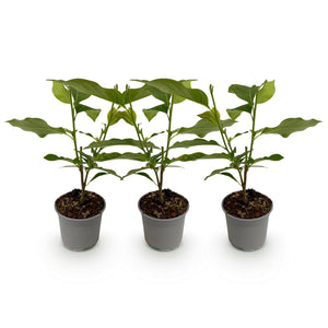 Magnolia soulangeana – Lot de 3 – Pot 12 cm – Hauteur 30 cm