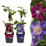 Clématites en duo bleu et rouge - 12 plants