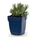Lavande Rosea - H 15-25 cm, pot Ø11 cm