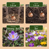 Crocus en mélange - calibre 7/8