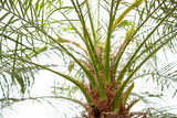 Phoenix Roebelenii op stam - 210cm - 200cm