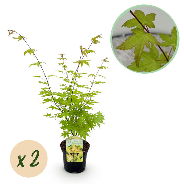 Érables du Japon Summergold - 2 plants