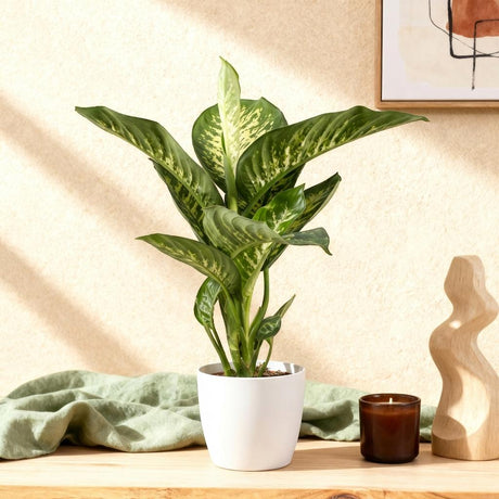 Dieffenbachia Tropic Snow | Pot 17 cm