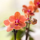 Orchidées Phalaenopsis orange Mineral Bolzano - lot de 2 en cache-pot double Diabolo blanc