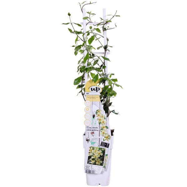 Jasmin étoilé Star of Toscana jaune - Trachelospermum