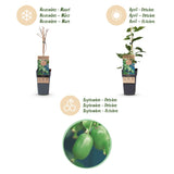 Kiwaï Issai autofertile - Actinidia arguta - 2 plants - H 50 cm, pot Ø15 cm