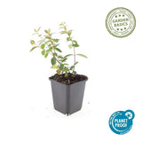 Millepertuis Peter Dummer en godet - Hypericum x dummeri - H 10-25 cm, pot Ø9 cm - photo 3