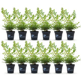 La Green Touch - Seto de Buxus - BetterBuxus Babylon Beauty - Resistente al hongo del Buxus - 12 plantas - 2 metros lineales - maceta 13cm altura 30-35