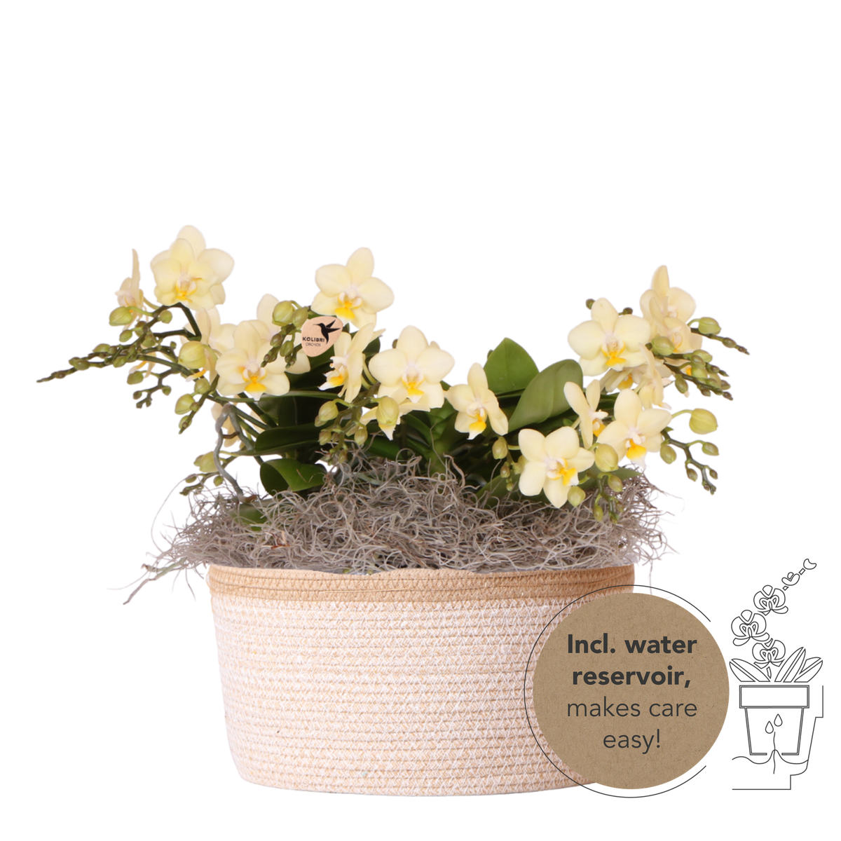 Orchidées Phalaenopsis jaunes Botanic Yellow en panier Cotton - bouquet de 3 - H 30 cm, pots Ø9 cm