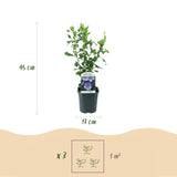 Green boutiQ - Planta de Jardín - Hibiscus syriacus Oiseau Blue - Hibiscus de Jardín - Resistente al Invierno - Azul - 3 Plantas - Maceta 17cm - Altura 45cm
