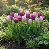 Tulipe Candy Prince et Purple Prince en mélange