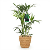 Kentia Palm – Howea Forsteriana