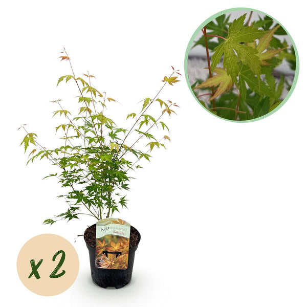 Érables du Japon Katsura - 2 plants