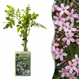 Jasmin rose - Jasminum × stephanense - H 35 cm, pot Ø9 cm
