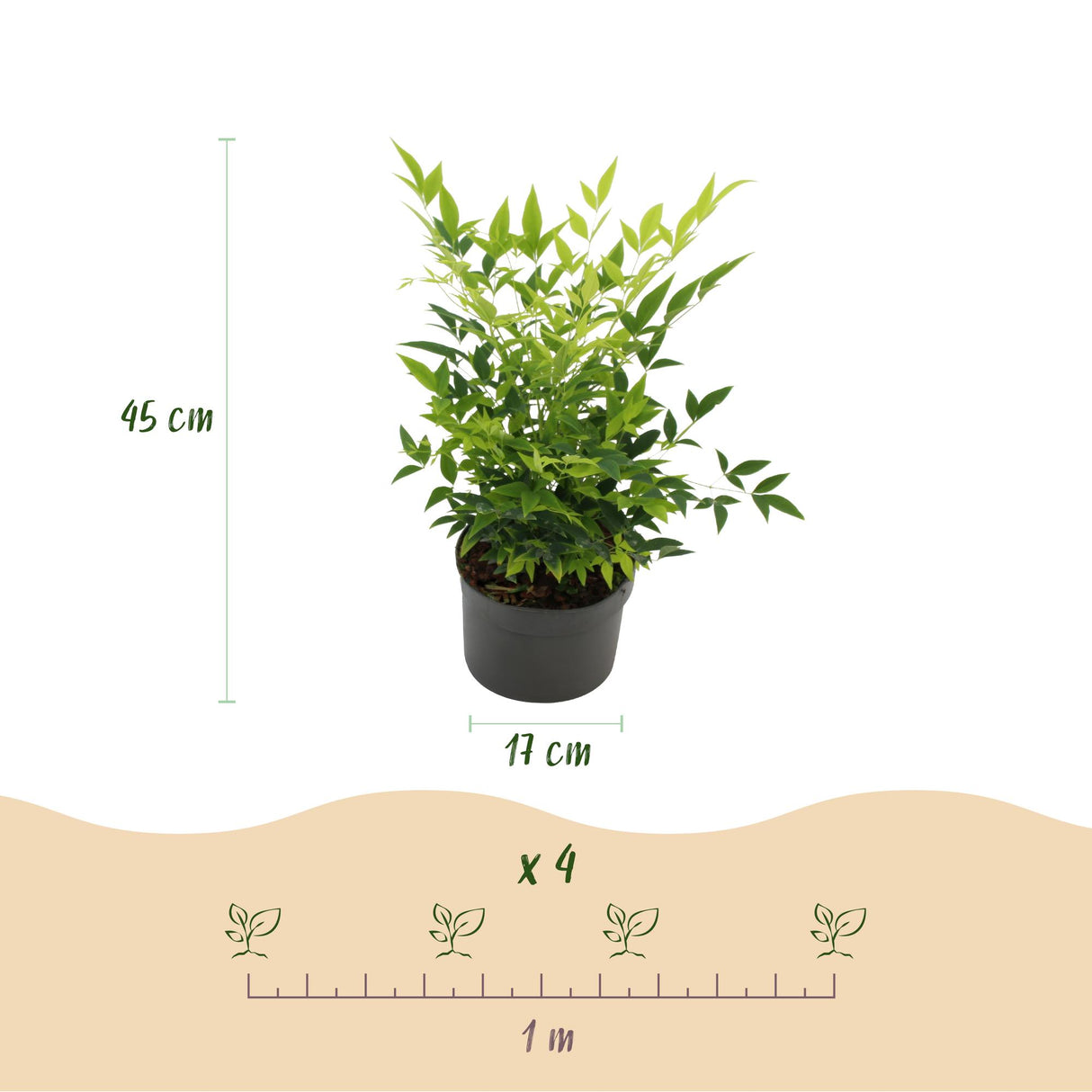 Nandina Lemon & Lime – Lot de 1 – Pot 17 cm – Hauteur 45 cm
