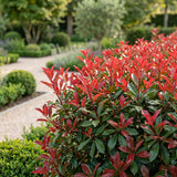 Kit haie Photinia Carré Rouge