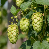 Houblon Nordbrau - Humulus lupulus - lot de 4 plants - pot Ø9 cm