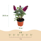Buddleia Little Ruby - H 20-25 cm, pot Ø12 cm