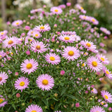 Aster nain Wood's Pink - Aster dumosus - H 15-25 cm, pot Ø11 cm