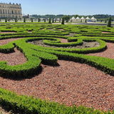 La Green Touch - Seto de Buxus - BetterBuxus Babylon Beauty - Resistente al hongo del Buxus - 12 plantas - 2 metros lineales - maceta 13cm altura 30-35