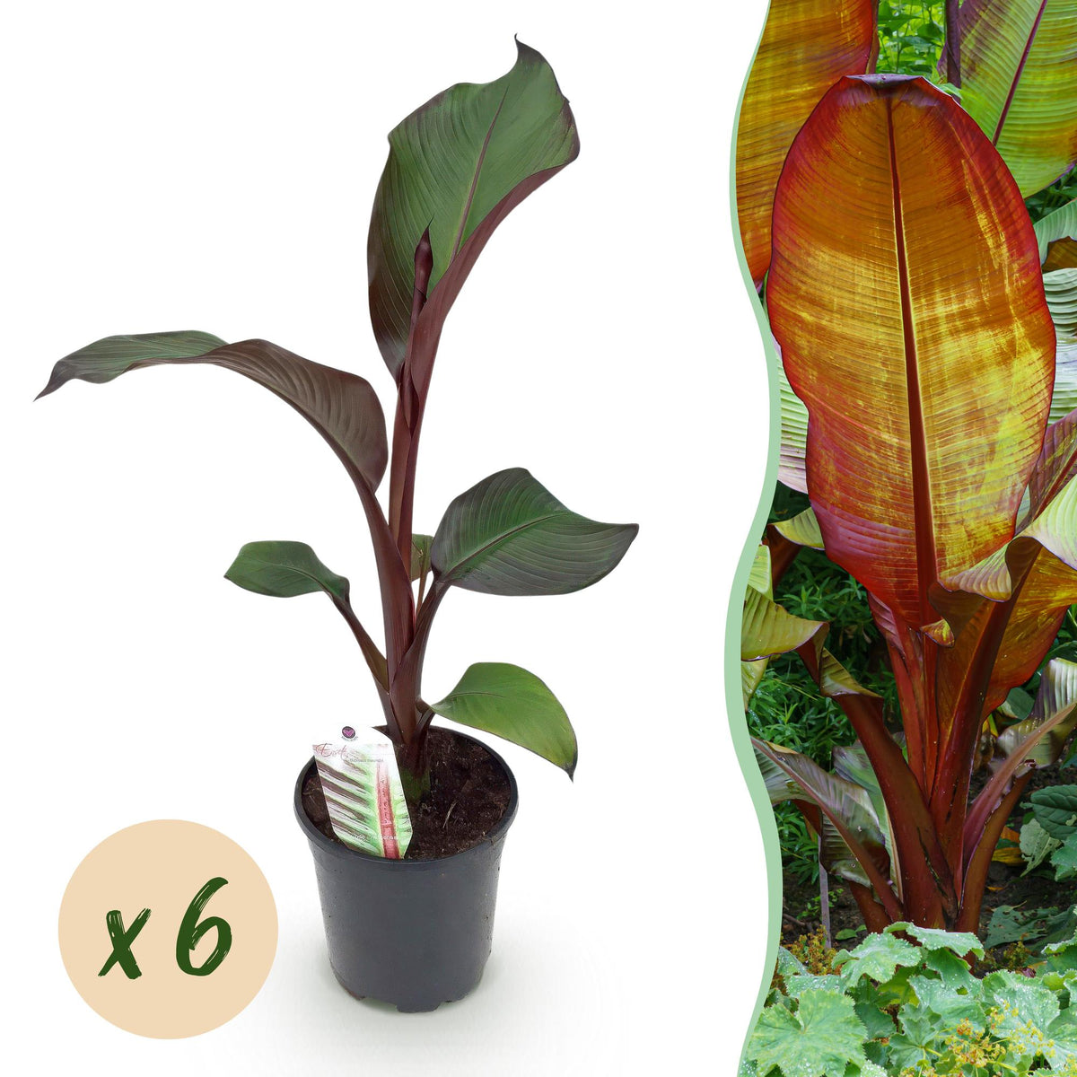 Bananier d'Abyssinie rouge Maurelii - Ensete ventricosum - 6 plants - H 40 cm, pot Ø17 cm