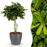 Schefflera Gold Capelle – Arbre doigt | Pot 17 cm