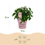 Hortensia paniculé Groundbreaker Blush - H 20-25 cm, pot Ø14 cm - photo 3