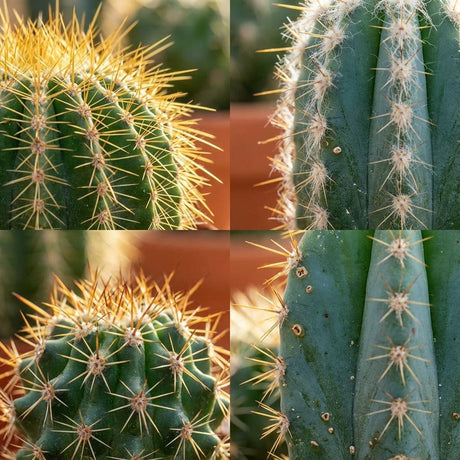 Mini cactus x3 | Ø 5,5 cm, Hauteur 5-10 cm