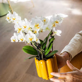 Orchidées Phalaenopsis blanches Blossom Lausanne - lot de 2 ou 4 - pot Ø9 cm