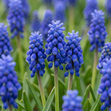 Muscari d'Arménie - 200 bulbes - calibre 8/9