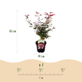 Érables du Japon Shaina - 2 plants - H 70 cm, pot Ø19 cm