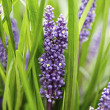 Liriope Big Blue en godet - Liriope muscari - H 10-25 cm, pot Ø9 cm - photo 6