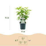 La Green Touch - Planta de Jardín - Syringa vulgaris Mme Lemoine - Lila Común - Resistente al Invierno - Blanco - 1 Planta - Maceta 17cm - Altura 45cm