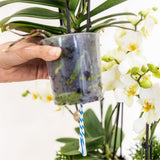 Orchidées Phalaenopsis blanches Blossom Lausanne en coupe Oyster - bouquet de 3 - H 45 cm, pots Ø12 cm