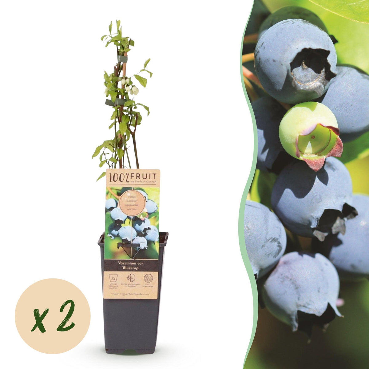 Myrtillier Bluecrop - Vaccinium corymbosum - 2 plants - H 50 cm, pot Ø15 cm