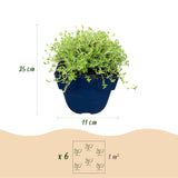 Thym rampant blanc Albiflorus - Thymus praecox - H 15-25 cm, pot Ø11 cm - photo 3
